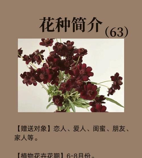 秋之华：金秋时节的绚烂花朵及其深远寓意