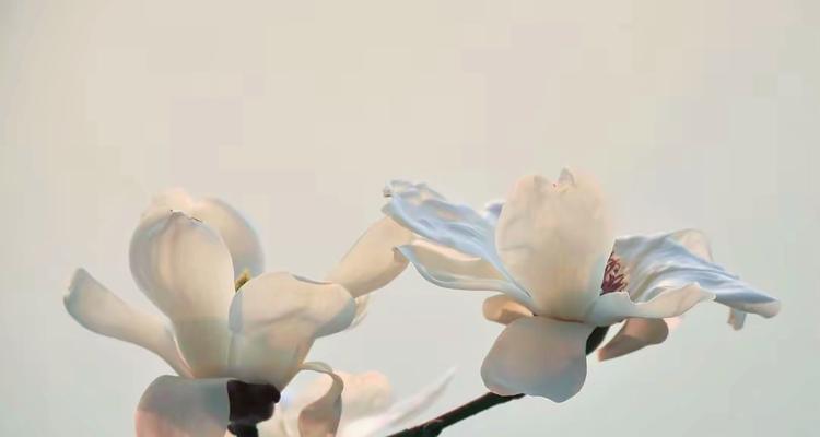 白色辛夷花的寓意是什么？探究纯洁与优雅的花卉语言
