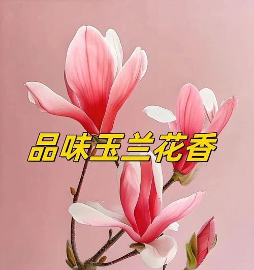白色辛夷花的寓意是什么？探究纯洁与优雅的花卉语言