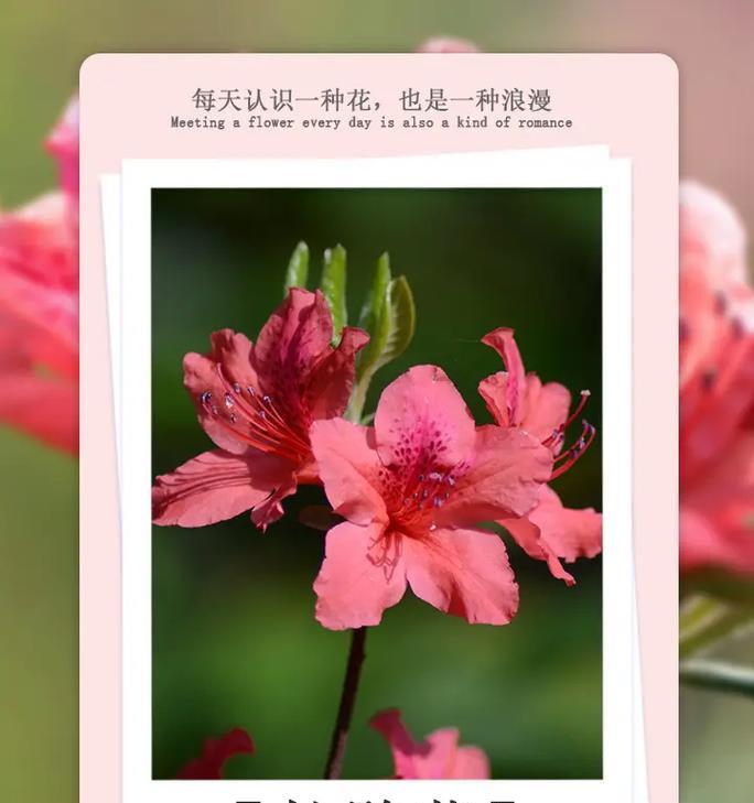 尊敬的花语：探索花卉世界中代表尊重与敬意的花朵
