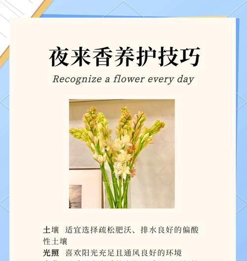 夜来香花语是什么