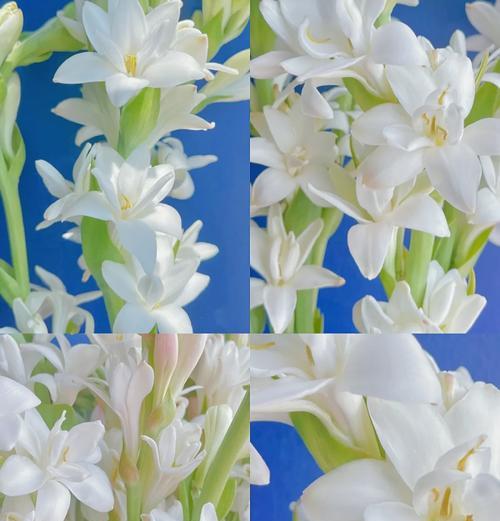 夜来香花语是什么