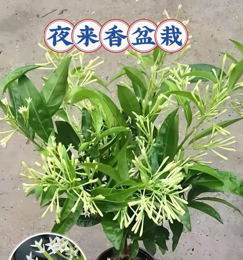 夜来香花语是什么