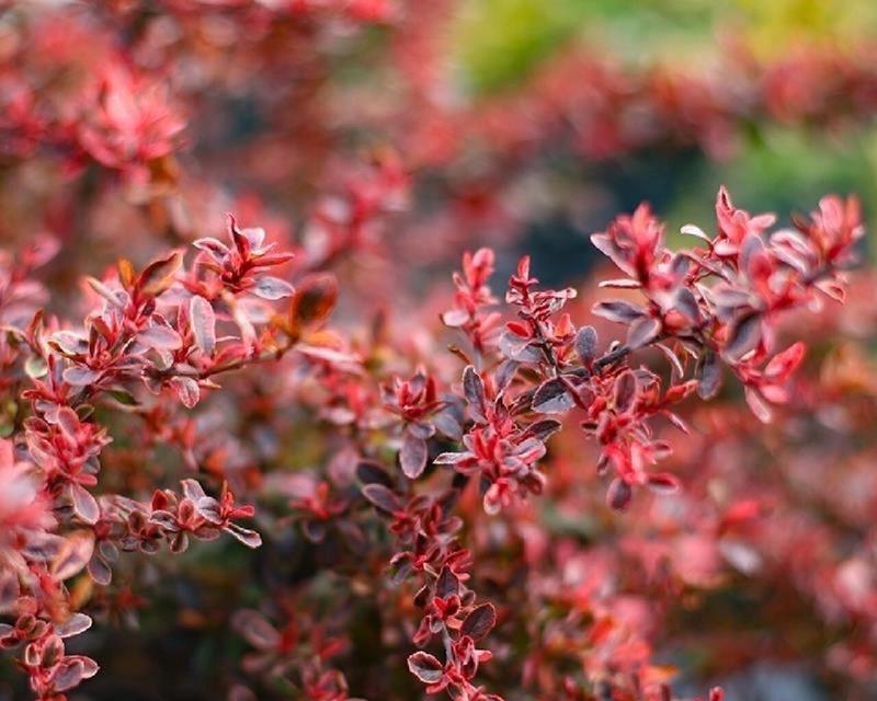 寓意小丑的花是什么花