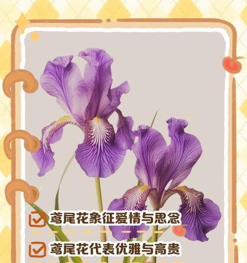 三色花的花语象征意义是什么？