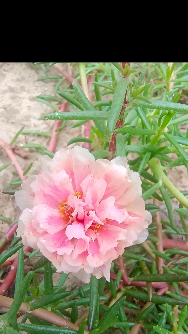 太阳花花语的全面解析：它究竟传达了什么深意？
