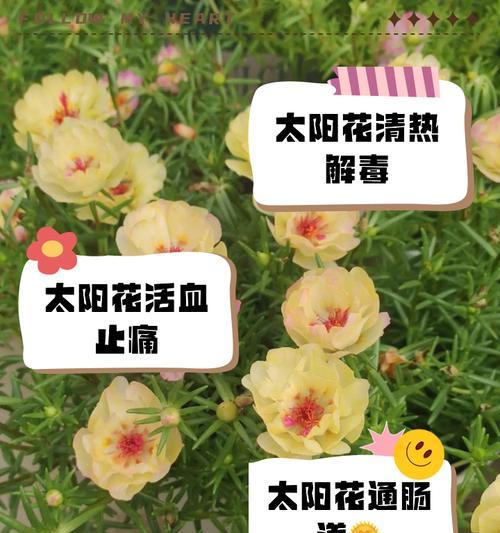 太阳花花语的全面解析：它究竟传达了什么深意？