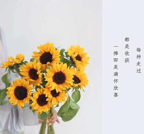 太阳花花语的全面解析：它究竟传达了什么深意？
