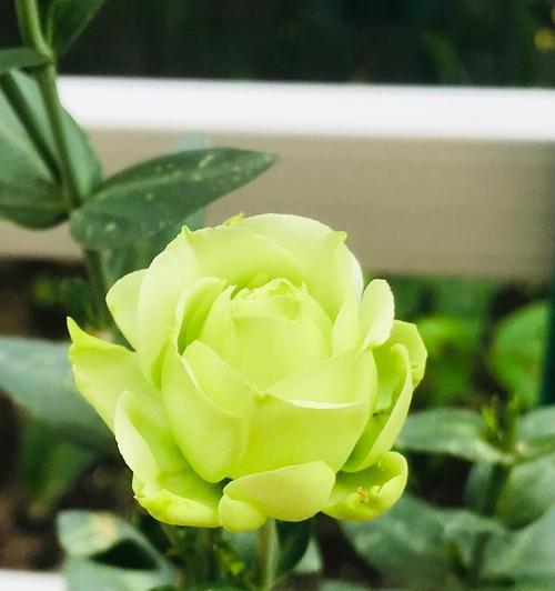 绿色洋桔梗花语深度解析