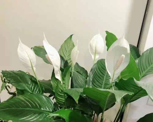 寓意着顺利平安的花是什么花