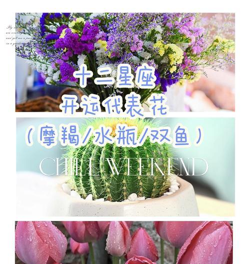 寓意为回家的花是什么花：追寻花卉的深层意义与象征