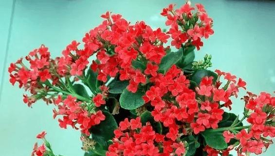 寓意为回家的花是什么花：追寻花卉的深层意义与象征