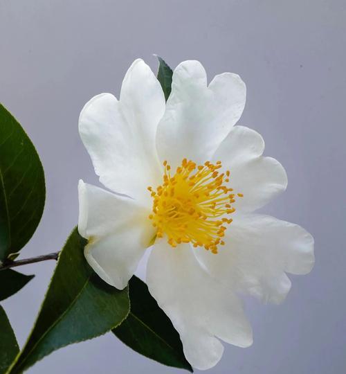 寓意为回家的花是什么花：追寻花卉的深层意义与象征