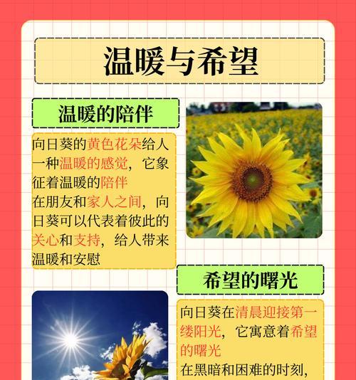 向日葵象征着乐观与活力的花