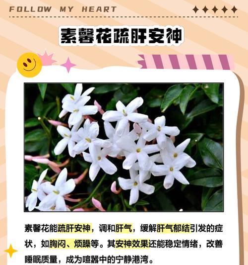 素雅清丽的花语是什么