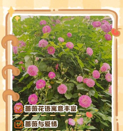 诀别是什么花的花语和寓意