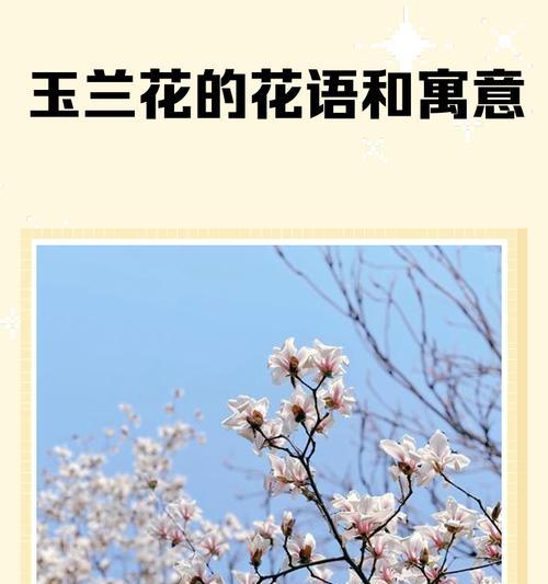 诀别是什么花的花语和寓意