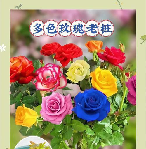 送七次花的寓意：探寻数字背后的浪漫