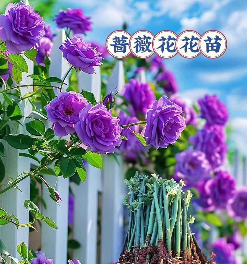 蔷薇花花语的深度解读与文化内涵