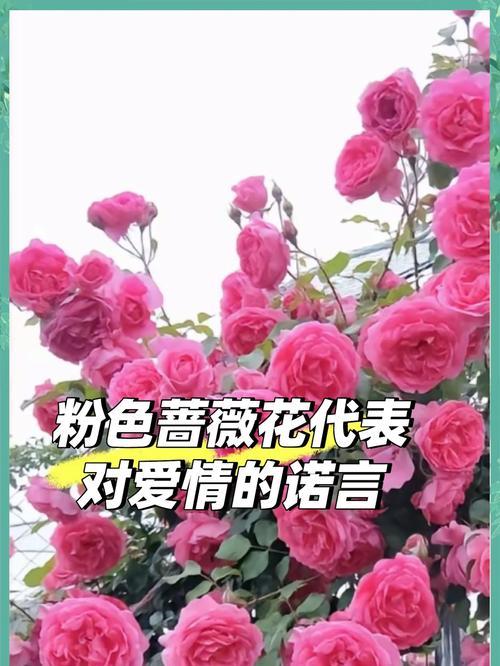 蔷薇花花语的深度解读与文化内涵