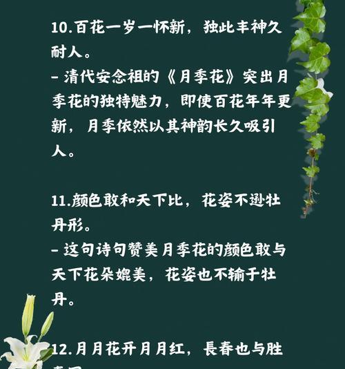 倾慕月季的花语：探寻月季背后的情感与寓意