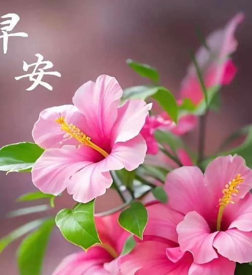 什么花象征着开心平安的心情