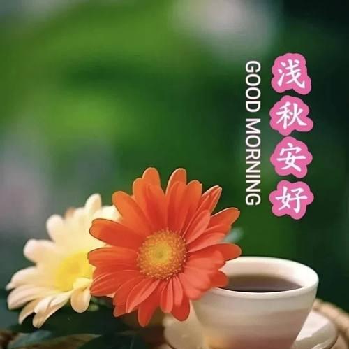 什么花象征着开心平安的心情