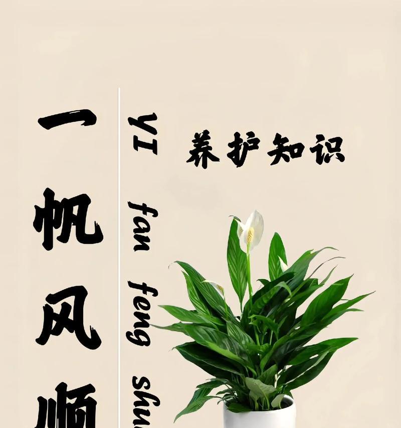 养一帆风顺花的寓意是什么