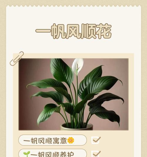 养一帆风顺花的寓意是什么