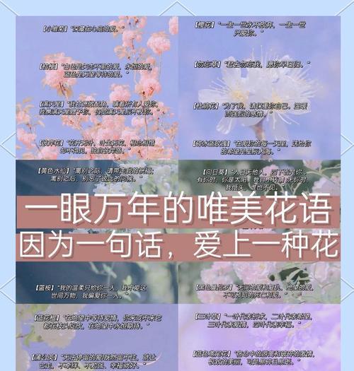 活力张扬的花语是什么