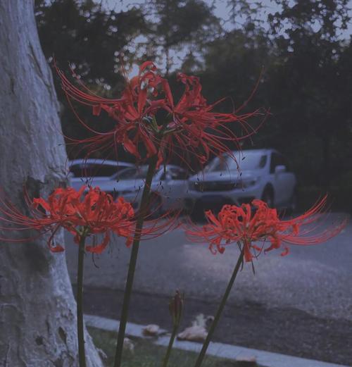 象征死亡和绝望的花朵是什么花