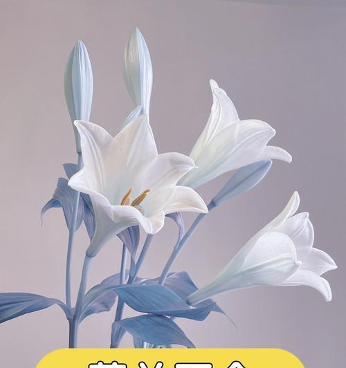 百合花的花瓣代表什么象征意义