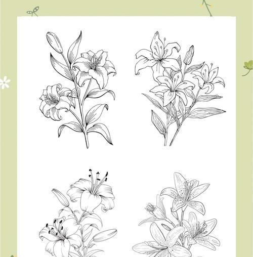 百合花的花瓣代表什么象征意义