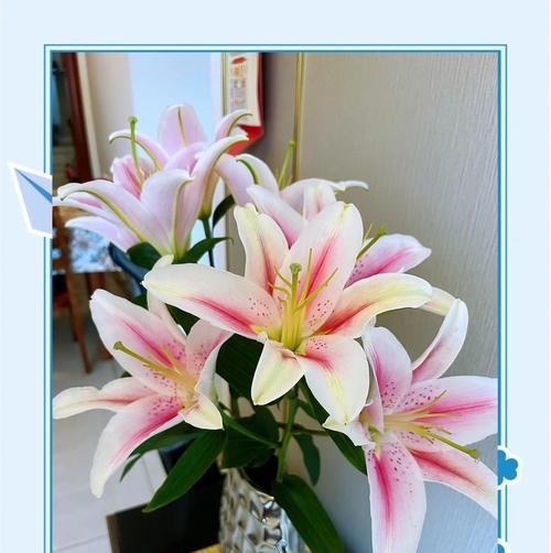 百合花的花瓣代表什么象征意义