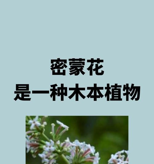 什么花象征有趣的东西