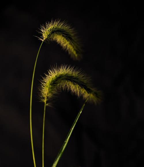 对狗狗寓意好的花有哪些