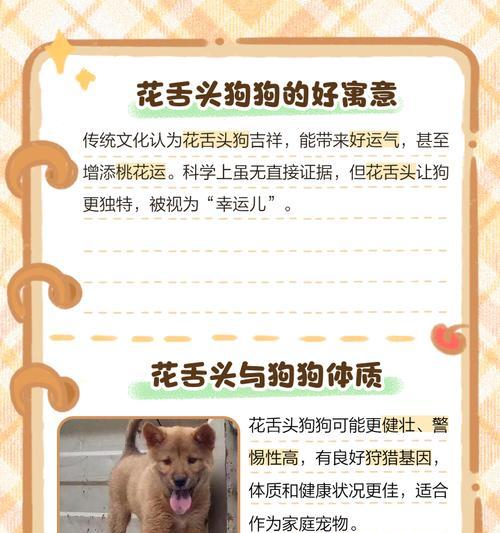对狗狗寓意好的花有哪些