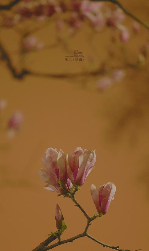 彩色玉兰的花语与寓意深度解析