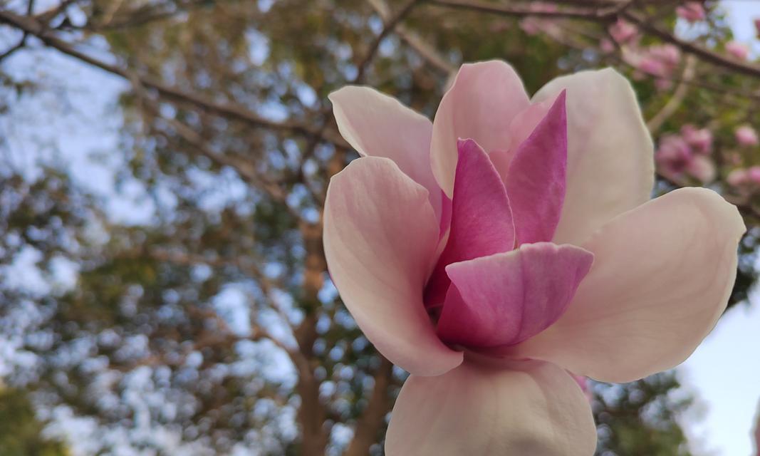 彩色玉兰的花语与寓意深度解析