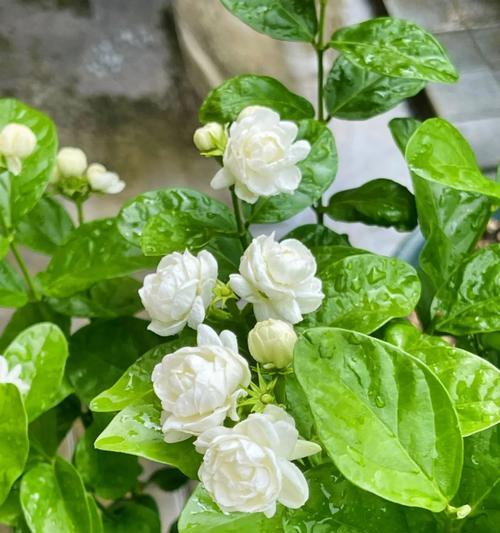 象征爱情的甜蜜花朵是什么花