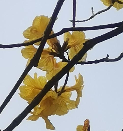 树枝变花：大自然赋予的绝美象征