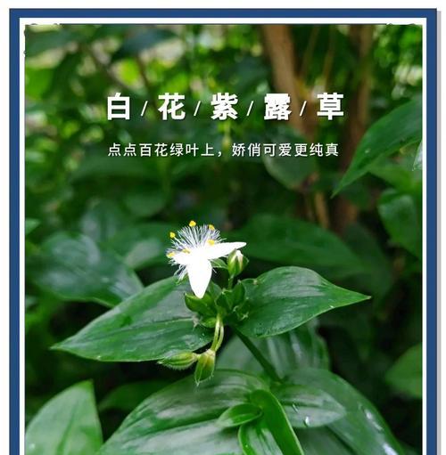 白露花的寓意与象征是什么