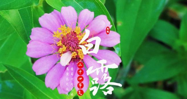 白露花的寓意与象征是什么