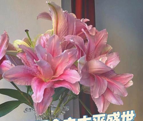 11月10日代表的花语——感恩与爱的传递