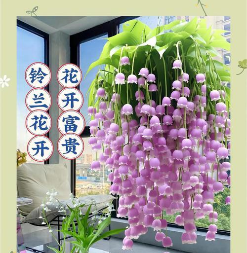 灯笼铃兰花语探秘：美丽背后的深层含义