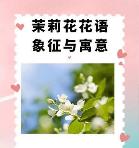 三支茉莉花的寓意深度解读