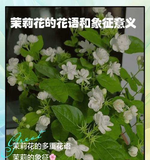 三支茉莉花的寓意深度解读