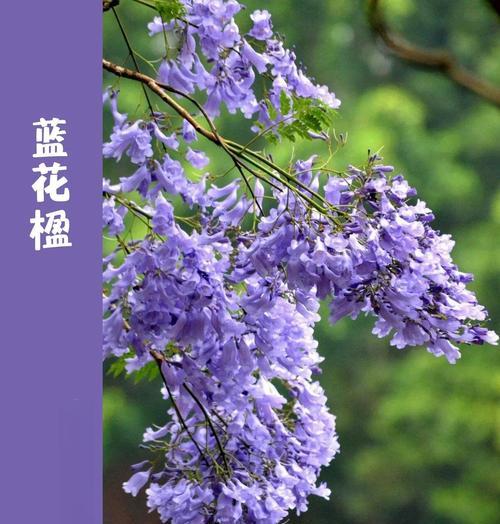 送蓝花楹的寓意和象征是什么