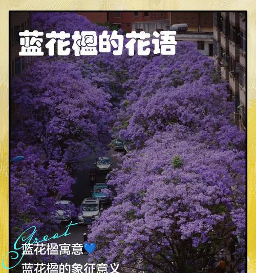 送蓝花楹的寓意和象征是什么