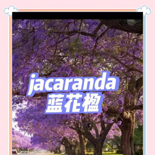 送蓝花楹的寓意和象征是什么